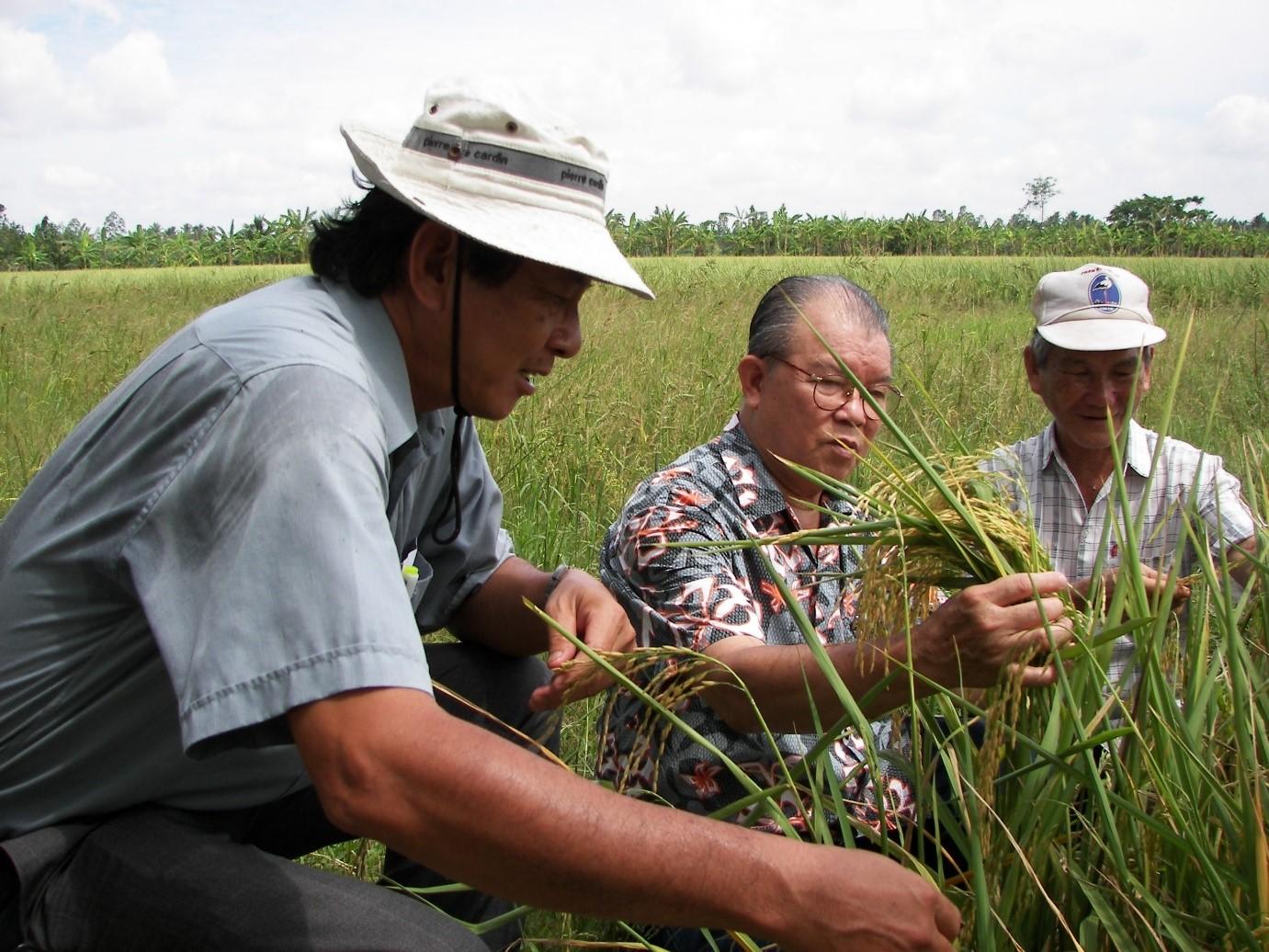 GS. Võ Tòng Xuân nghe kỹ sư Hồ Quang Cua giới thiệu về giống lúa ST25.